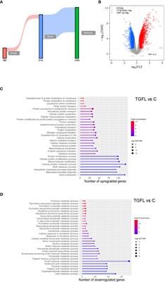 Expression of HMGCS2 in intestinal epithelial cells is downregulated in inflammatory bowel disease associated with endoplasmic reticulum stress